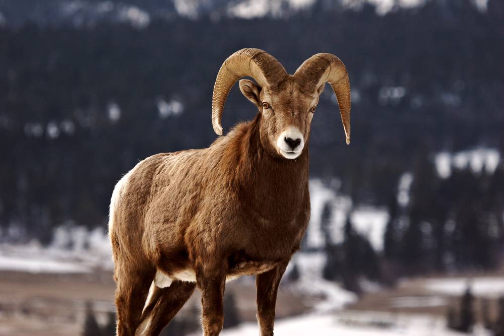 Big Horn Sheep